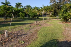 Kesar Mango Planting