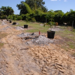 1_Orchard-Replant-10_2_2021_097