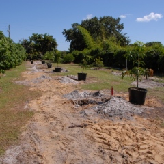 1_Orchard-Replant-10_2_2021_098