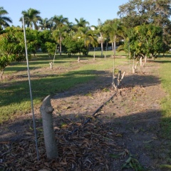 Orchard-Replant-10_2_2021_001