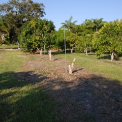 Orchard-Replant-10_2_2021_002