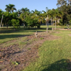 Orchard-Replant-10_2_2021_003