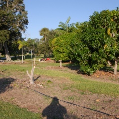 Orchard-Replant-10_2_2021_004