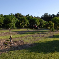 Orchard-Replant-10_2_2021_006