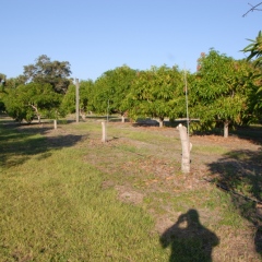 Orchard-Replant-10_2_2021_008