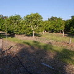 Orchard-Replant-10_2_2021_009