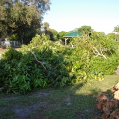 Orchard-Replant-10_2_2021_012