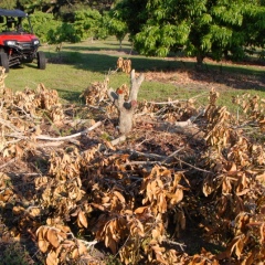 Orchard-Replant-10_2_2021_013