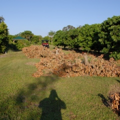 Orchard-Replant-10_2_2021_016