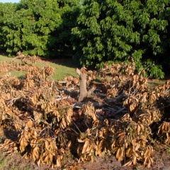 Orchard-Replant-10_2_2021_018