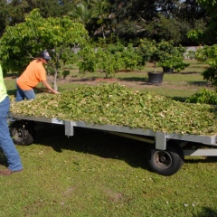 Orchard-Replant-10_2_2021_022