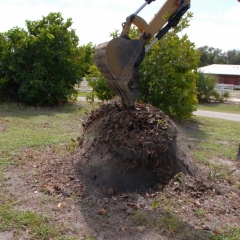 Orchard-Replant-10_2_2021_032