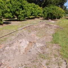 Orchard-Replant-10_2_2021_066