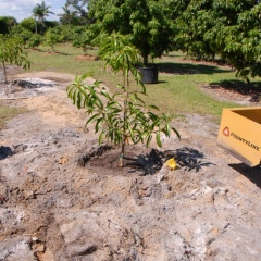 Orchard-Replant-10_2_2021_102