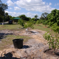 Orchard-Replant-10_2_2021_103