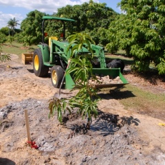 Orchard-Replant-10_2_2021_104