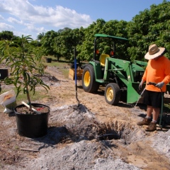 Orchard-Replant-10_2_2021_107