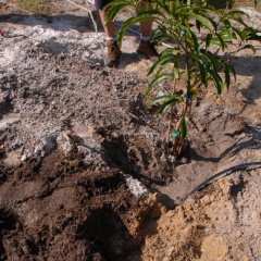 Orchard-Replant-10_2_2021_110