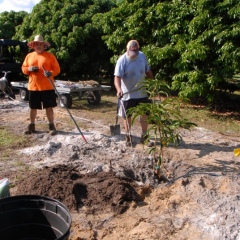 Orchard-Replant-10_2_2021_111