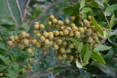 Longan
