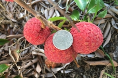 Lychee
