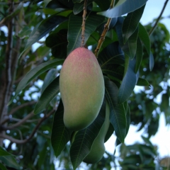 Mango
