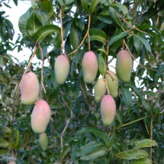Mango