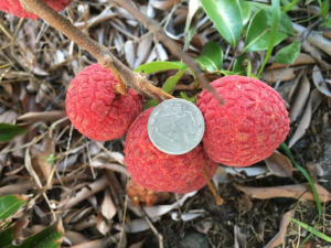Lychees compared to a quarter
