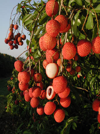 Lychees are ready